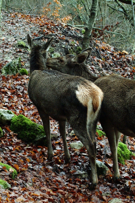 Tenerezze di mamma cervo